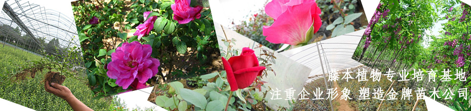 花卉灌木类