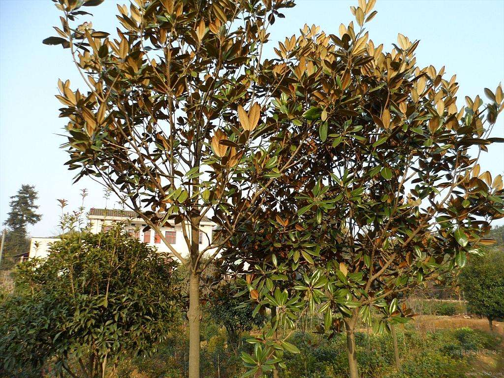 紫玉兰、广玉兰、白玉兰哪个品种好_怎么区别紫玉兰和红玉兰