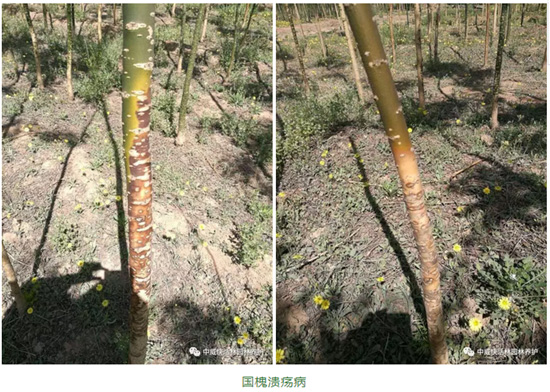 国槐腐烂病、溃疡病、白粉病的综合防治