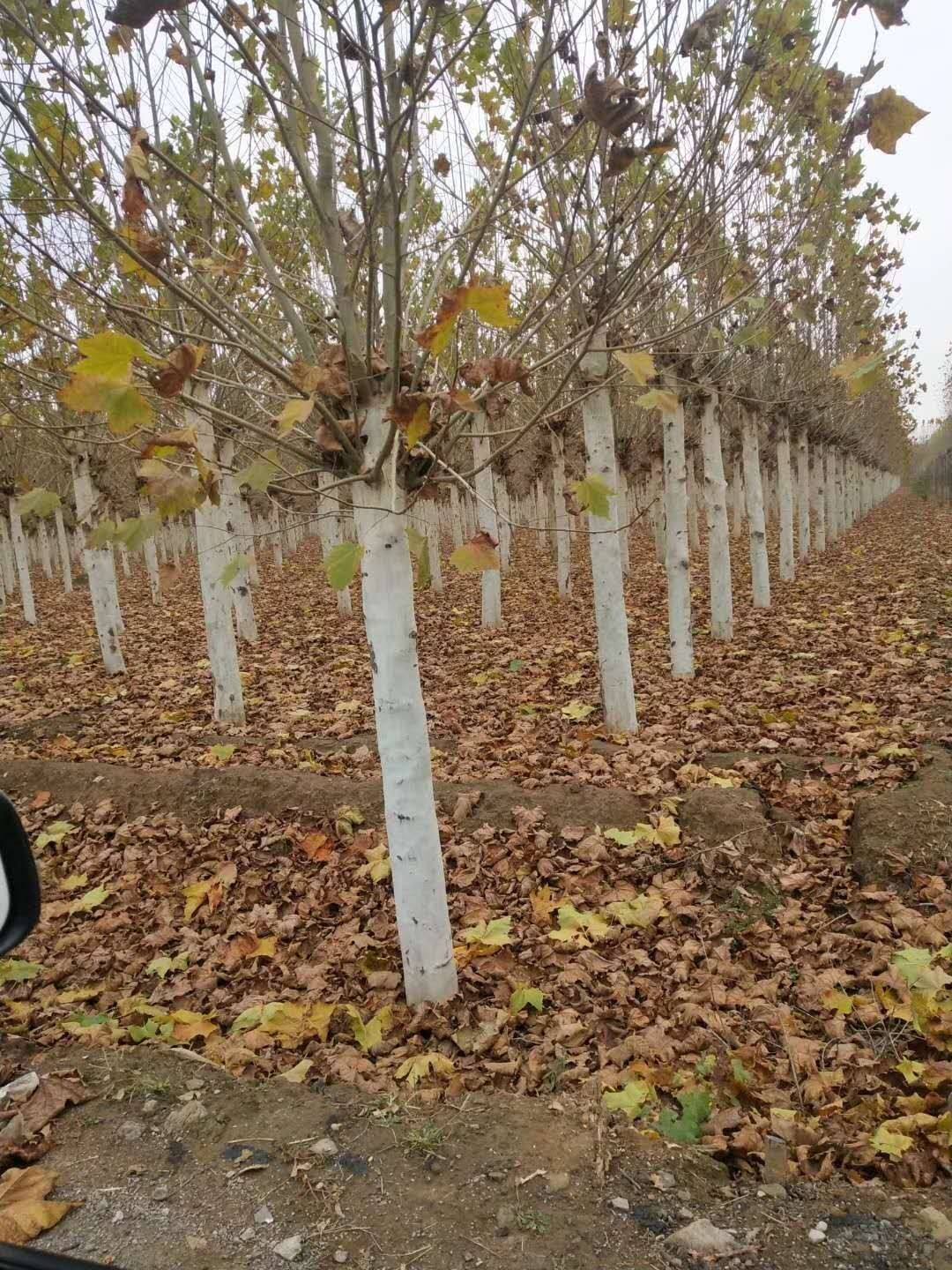 青青草视频破解版叶子突然发黄干枯什么原因