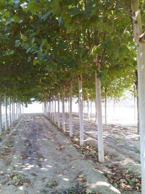 青青草视频破解版育苗全过程技术总结
