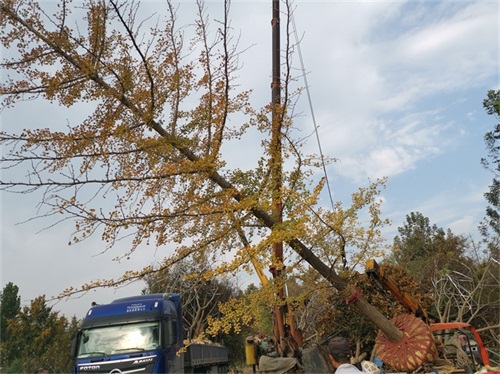 青青草污APP下载