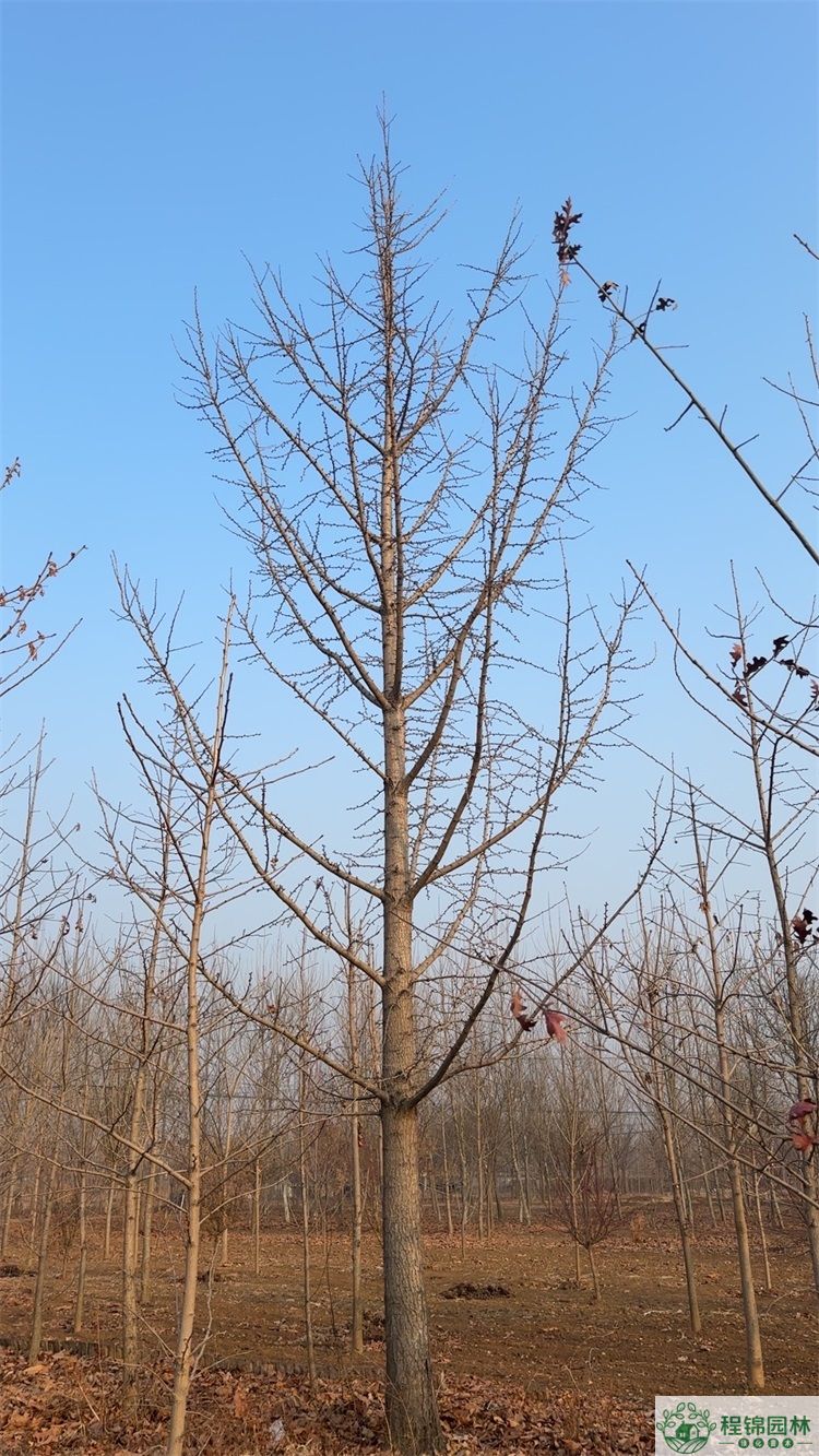 青青草污APP下载