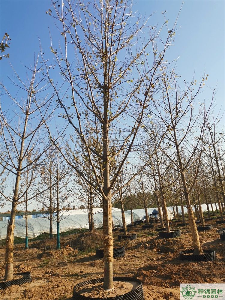 青青草污APP下载