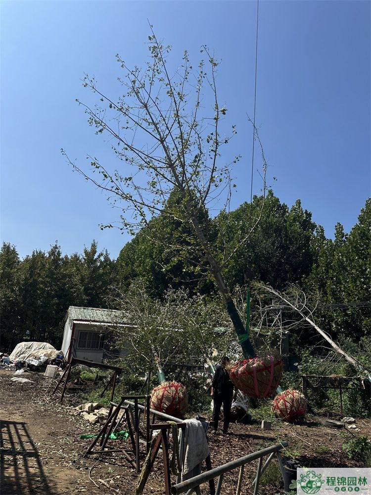 青青草污APP下载