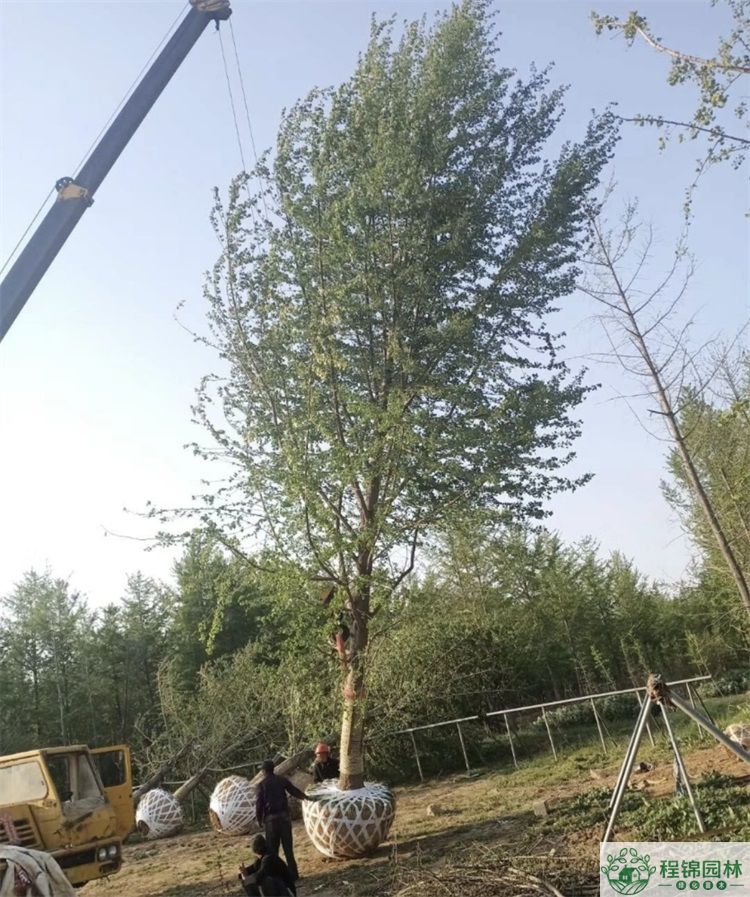青青草污APP下载