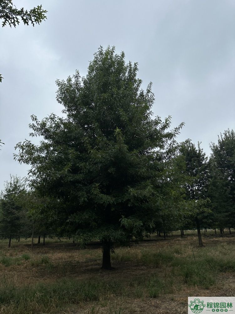 娜塔栎是落叶植物还是常绿植物，种植优势有哪些